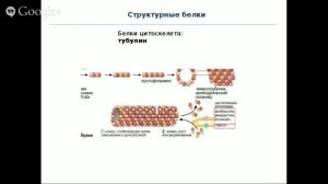 Кружок по биохимии. Занятие 6. Часть 1. Функции белков