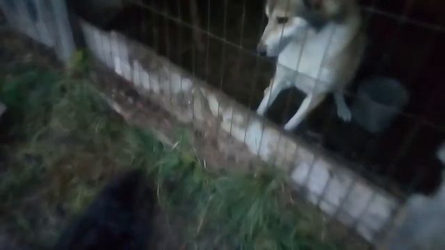 ПРитравка зсл по бобру！ охота на бобра. смотреть онлайн