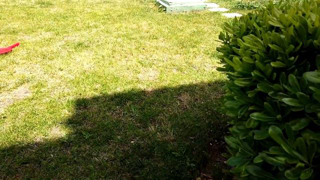 Ясмин и папа играют в прятки во дворе смотреть онлайн