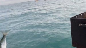 Рыбалка на селедку в декабре в Севастополе