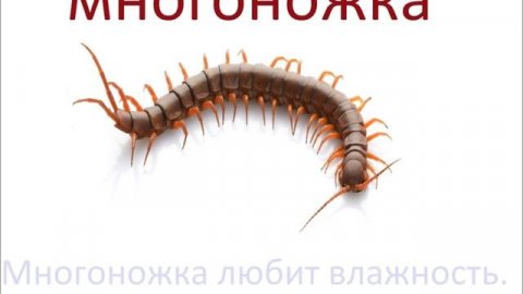 № 208 НАЗВАНИЯ НАСЕКОМЫХ