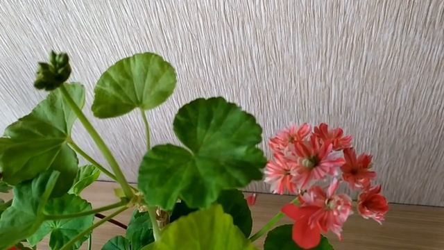 Лучшие сортовые пеларгонии. Кактусовидная Mallorka (Swiss Star).Изумительная пеларгония .Спорт?! смотреть онлайн