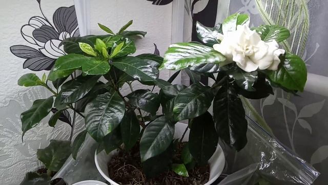 Комнатные Растения. Гардения Зацвела. Правильный Уход. смотреть онлайн