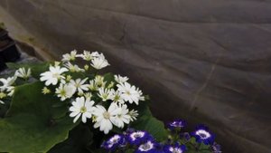 Цинерария Гибридная к 8 марта. Обзор. 15.02.2020г