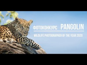 Фотоконкурс дикой природы Pangolin Wildlife Photographer of the Year 2020 / Deadline 2020.07.15.