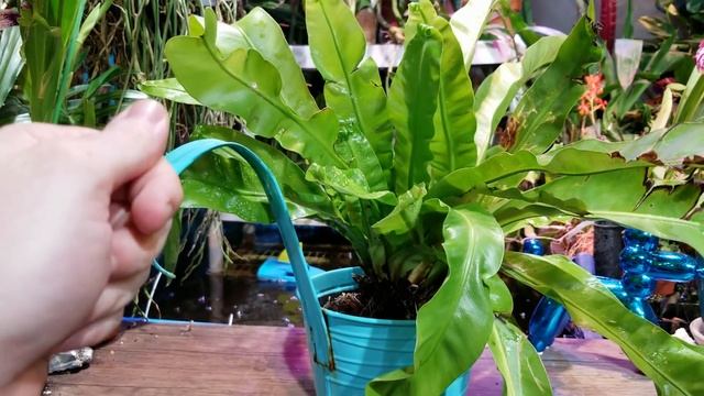 Birds Nest Ferns || Asplenium Nidus || Plant Chat/ Spotlight смотреть онлайн