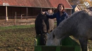 РУССКИЕ ПОРОДЫ ЛОШАДЕЙ. ПОРОДЫ ЛОШАДЕЙ В РОССИИ.