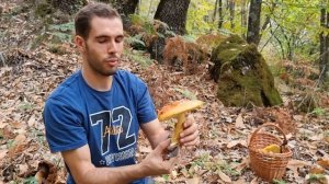 Amanita caesarea, grandes ejemplares en un momento