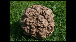 Базидиомицеты (общая характеристика)