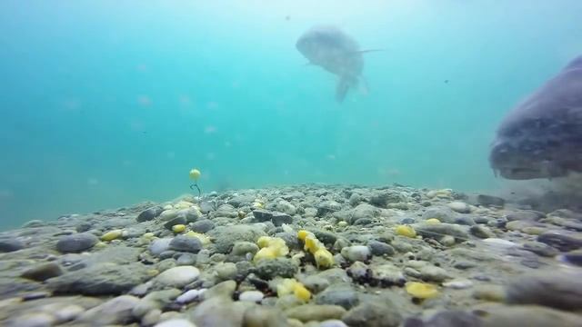 Рыбалка, красивая съёмка карпов под водой, ловля на фидер и метод,карпфишинг смотреть онлайн