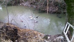 Геджух "Дарваг Чай"