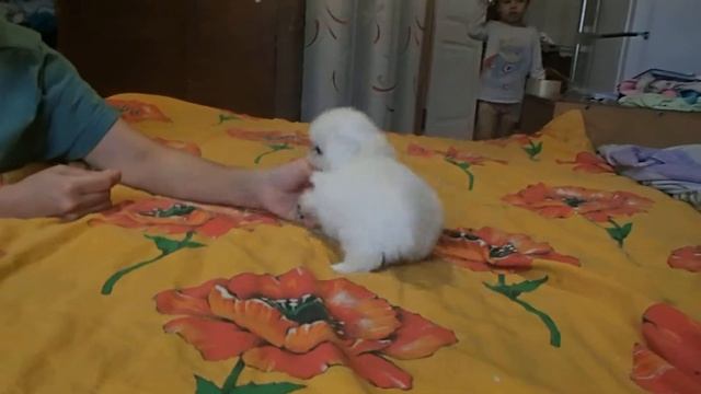 Продаются щенки пекинеса. Белый редкий окрас.