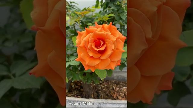 TOM BROWN ROSE | ONE OF THE MOST BEAUTIFUL ROSES | GULAB KA PHOOL | RM GARDEN