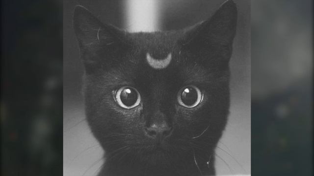 Святослав Свидригайлов - закрой мои глаза смотреть онлайн