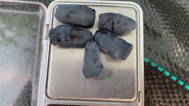 Жимолость. Сравнение веса ягод 09.06.22 смотреть онлайн