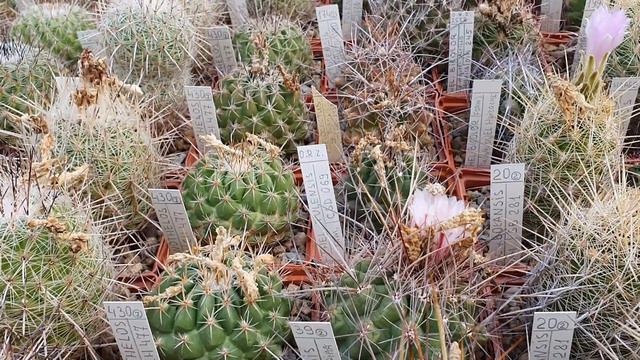 Кактусы Игоря и Елены Сытник. Neochilenia, Neoporteria, Eriosyce, Acanthocalycium, и другие смотреть онлайн