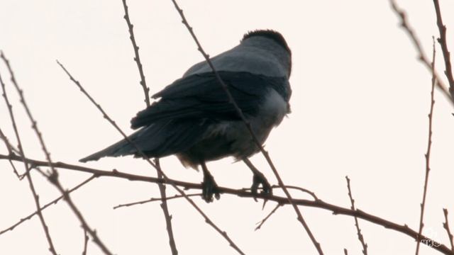 Ворона и кот смотреть онлайн