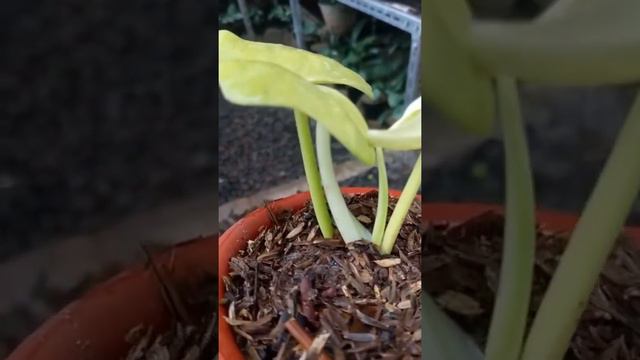 philodendron violin variegata