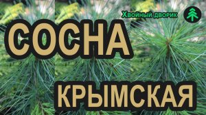 Сеянцы сосны крымской 2-х летка. Саженцы хвойных в питомнике "Хвойный дворик" - сезон осень 2019