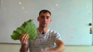 Как снять отек. Листья лопуха. Лечение лопухом. Польза лопуха