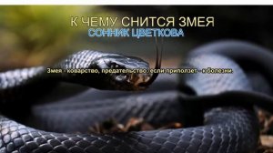 К чему снится змея. Сонник Цветкова. Толкование снов.