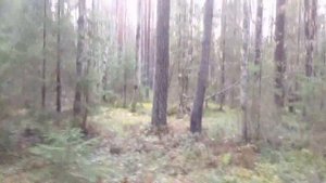 Самая быстрая охота на зайца. Дедовская курковка ТОЗ-63.