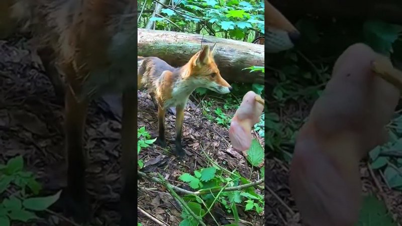 Кормлю Дикую Лису.Полный фильм на канале Ушёл по Делам.