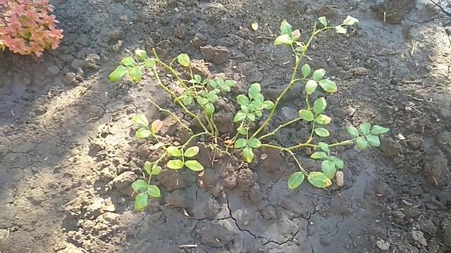 Пересадка Роз осенью.Когда лучше. смотреть онлайн