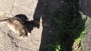 Крыса против кота!СМОТРЕТЬ ДО КОНЦА!