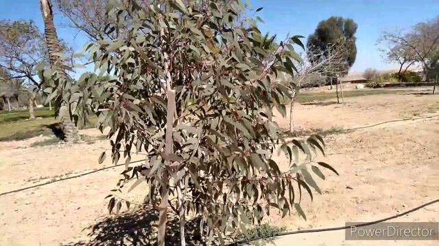 Весна в Израиле.Все цветет.Жизнь в 50 только начинается.Life after 50 смотреть онлайн