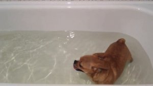 Чихуахуа не умеет плавать...