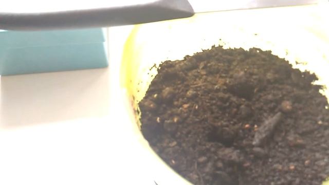 Как посадить лимон из косточки семечки смотреть онлайн