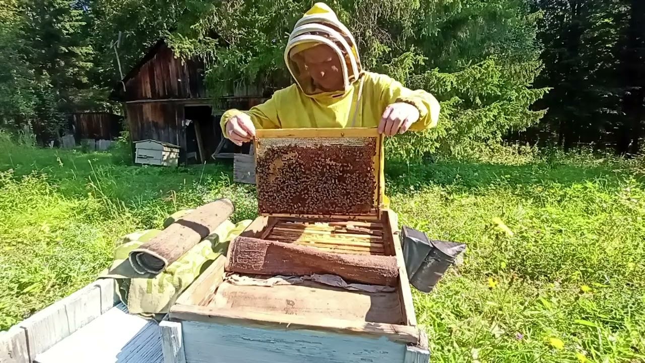 Любопытный пасечник!