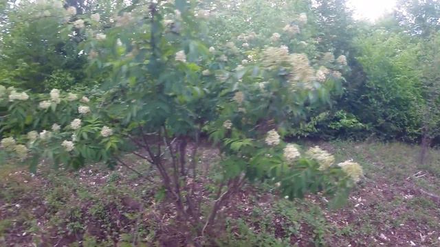 100 Maine Plants - Ep. 8: Species 44-49 смотреть онлайн