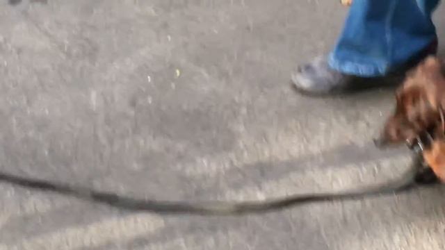 Дрессировка таксы, смотреть онлайн