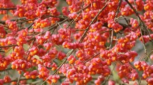 Бересклет крылатый, Форчуна, европейский и другие виды