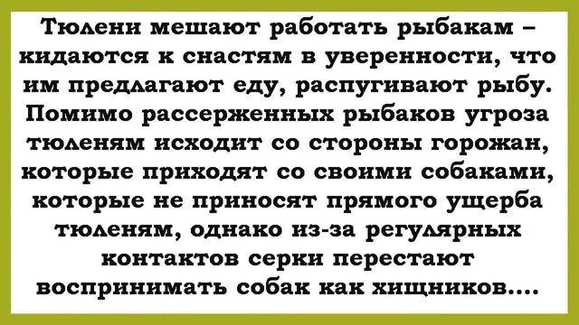 Сувенир Гренландский тюлень, Кандалакша смотреть онлайн