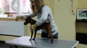 VLOG-УРОК: хендлинг –  искусство представления собак на выставках