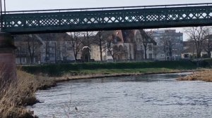 Лебединая семья. Как лебедь защищает свою територию и прогоняет даже своих детей.