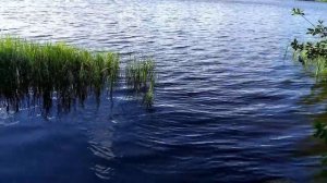 Озеро Щучье Комарово Ленинградская область