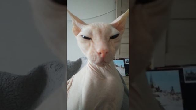 Терпеливый кот #коты сфинксы #люблю котов #мой кот