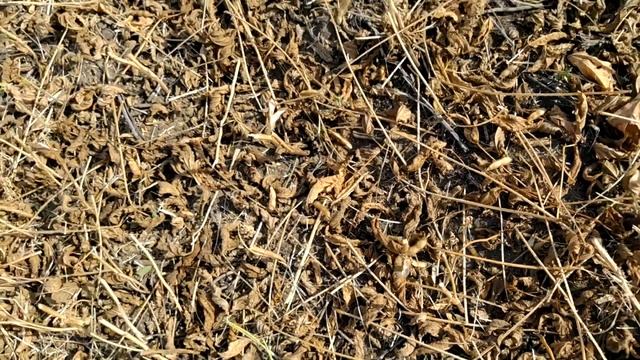 Соя 2020. Чи варто сіяти при такій врожайності... смотреть онлайн