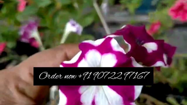 പെറ്റുനിയ വിതുപാകി വിജയം കൊയ്യാം /nadan petunia/petunia plant care/chedikal