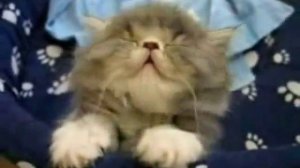 Смешные Кошки