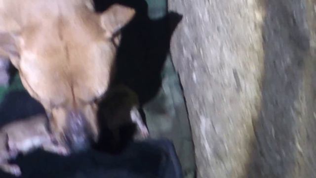 PITBUL BALALARI ) смотреть онлайн