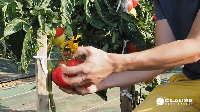 Tomate F1 Paoline смотреть онлайн