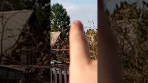 Бешеная собака!!! ???