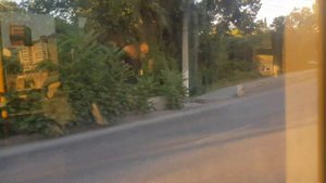 Севастопольский Троллейбус на Тролза 5265.02 Мегаполис Парк Победы-ул. Меньшикова 13 июля 2022г.