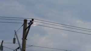 Изоляторы на столбах