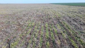 Подкормка озимого ячменя No-till карбамидом